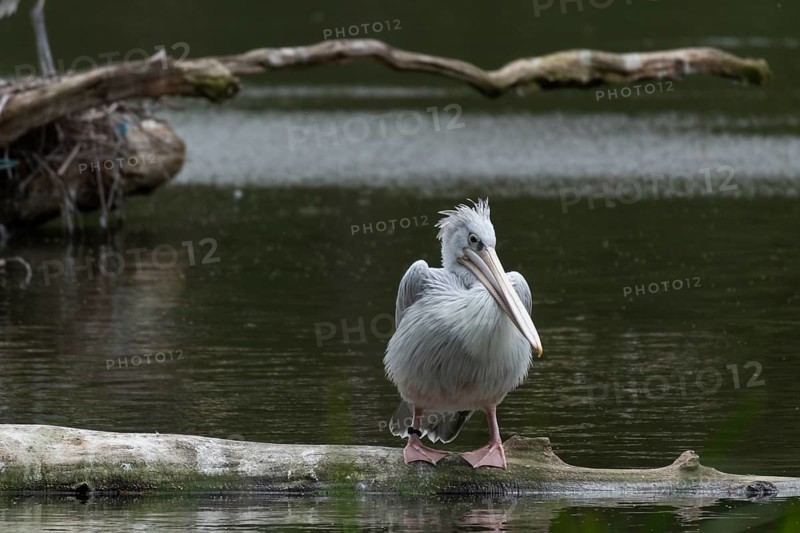 Pink-backed pelican