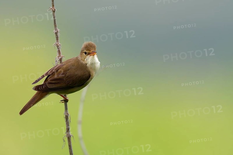 Marsh Warbler