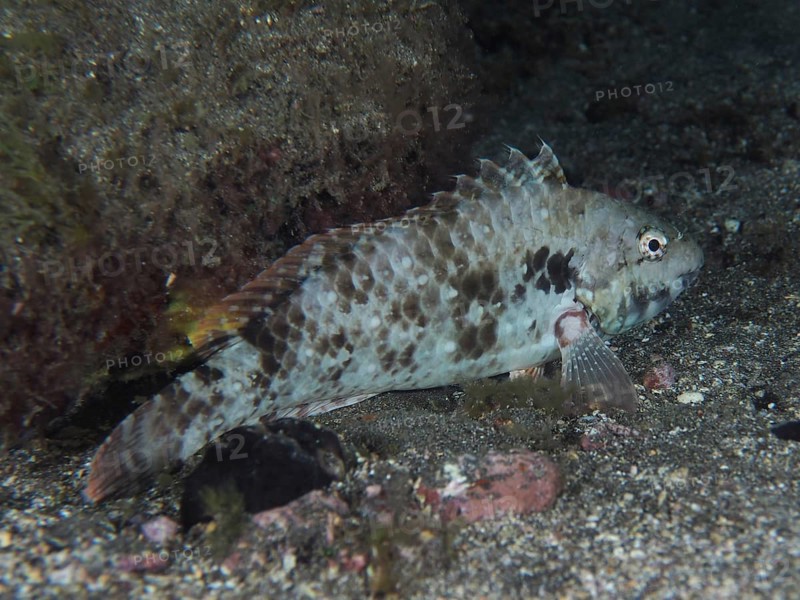 Mediterranean parrotfish