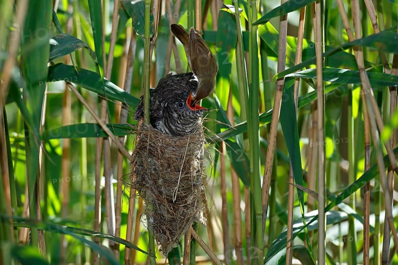 Common cuckoo