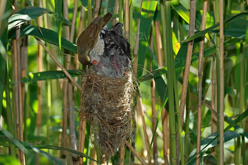 Common cuckoo