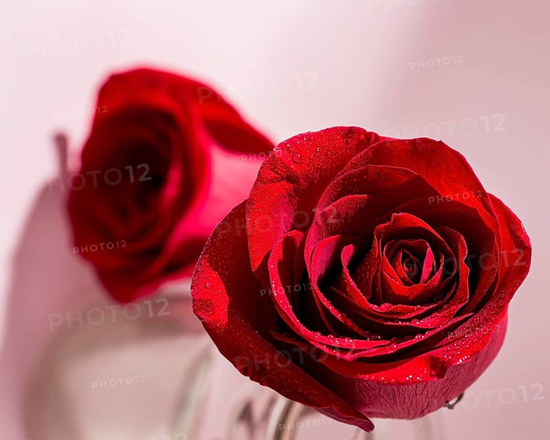 View valentine s day concept with roses