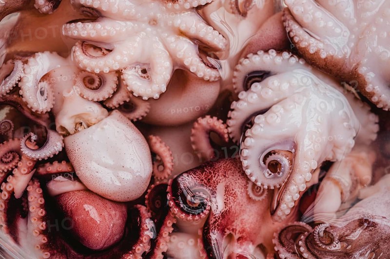 Raw octopus background