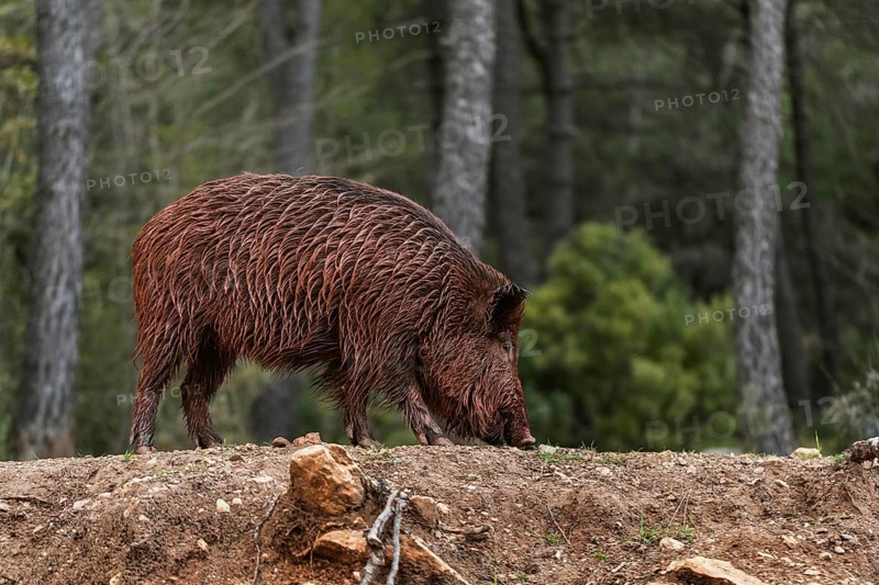 Wild boars nature