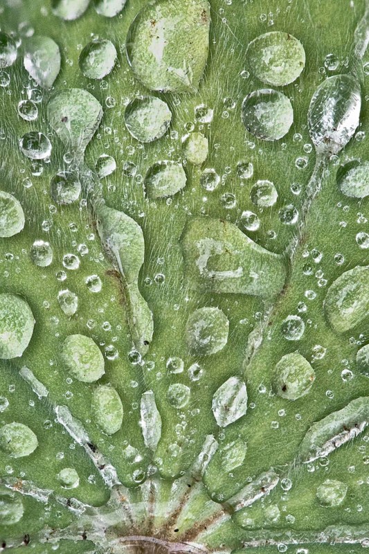 Lady's mantle