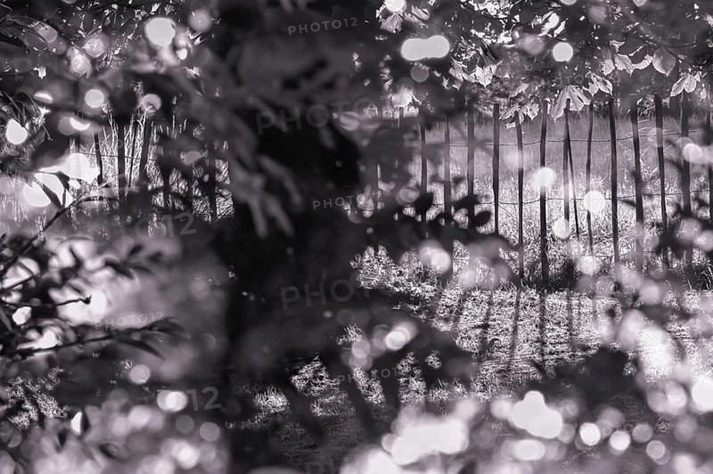 Detail of a cottage garden