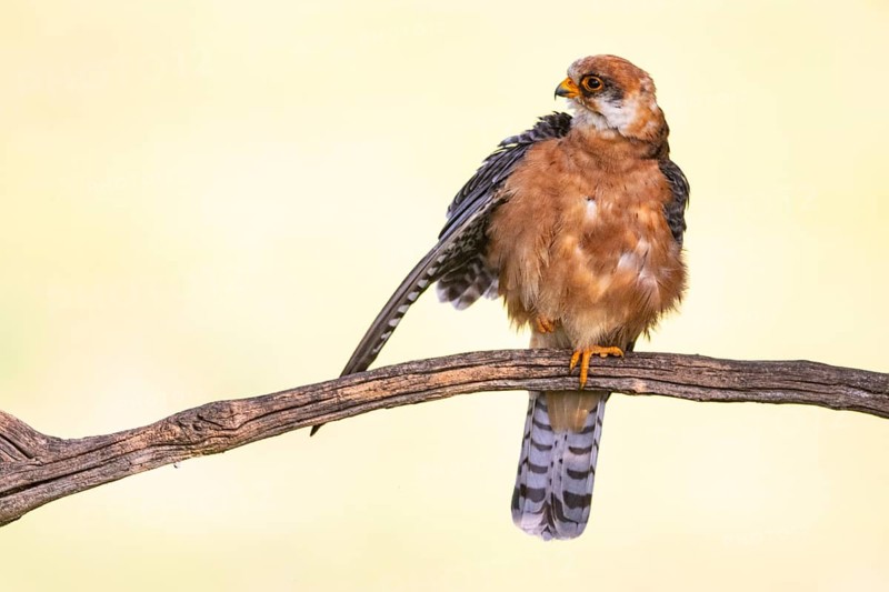 Red-footed Falcon