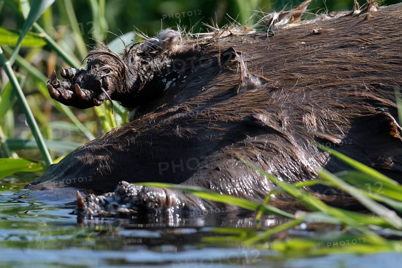 Beaver