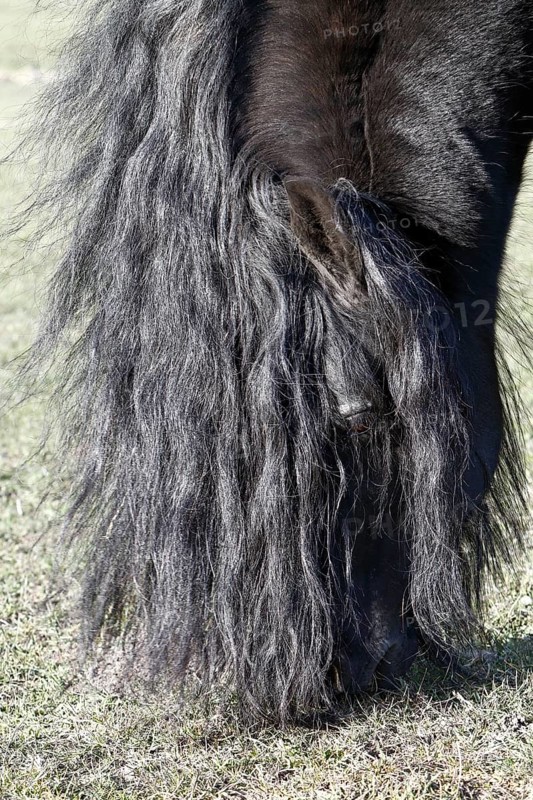 Stallion of a Friesian