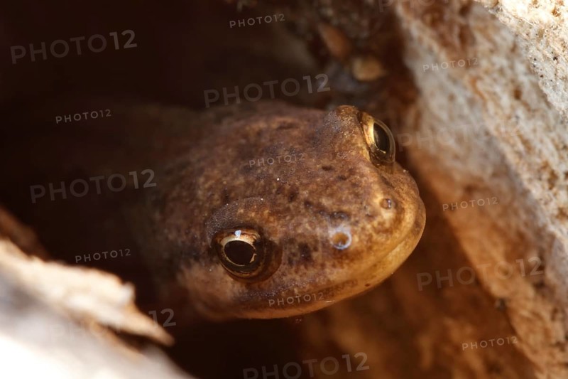 Common newt