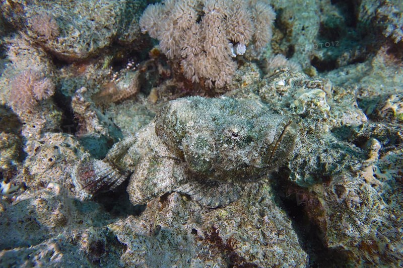 Well camouflaged humphead dragonhead