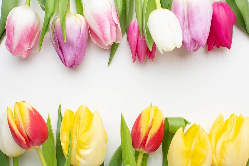 Top view tulips flowers