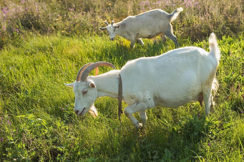 Group white goats farm eating