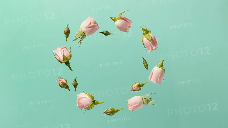 Top view pink spring roses circle with copy space