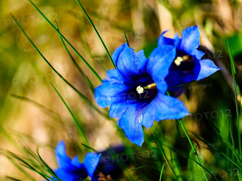 Broad-leaved gentian