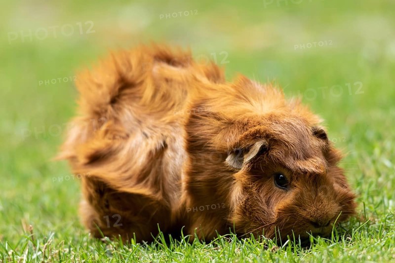 Domestic guinea pig