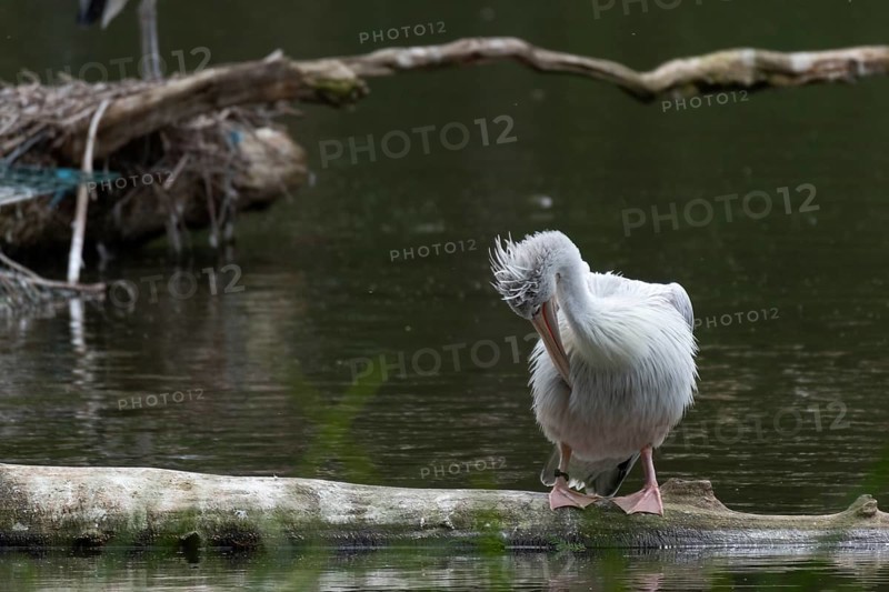 Pink-backed pelican