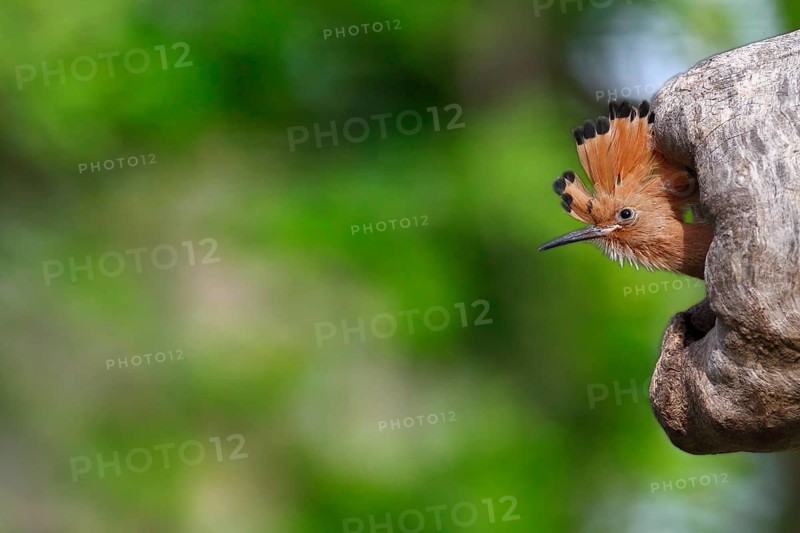 Hoopoe