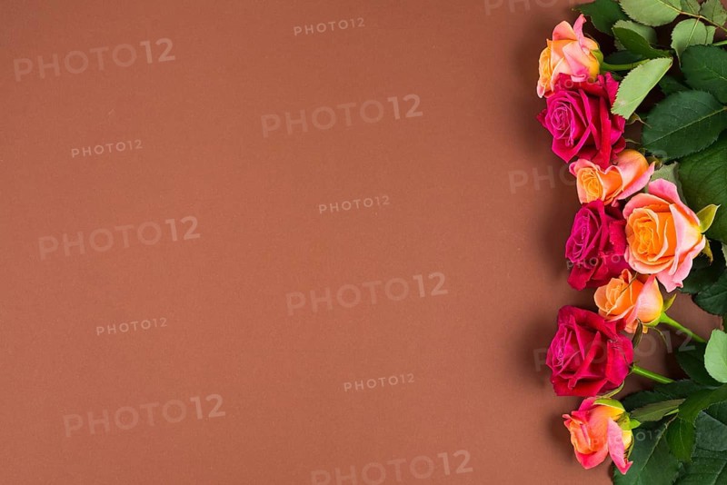 Rose flowers framing one side