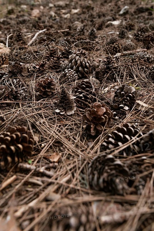 Close up pine cones nature
