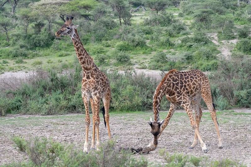 Masai giraffe