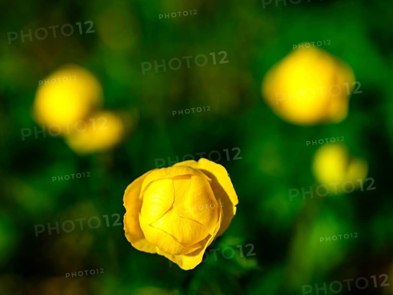 Troll flower