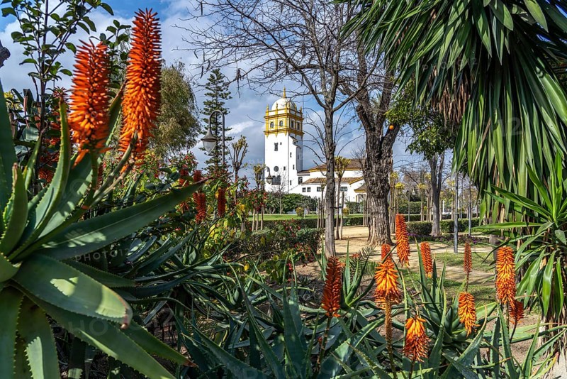 Aloe vera flower in Maria Luisa Park and the Conservatory of Dance Conservatorio de danza Antonio Ruiz Soler