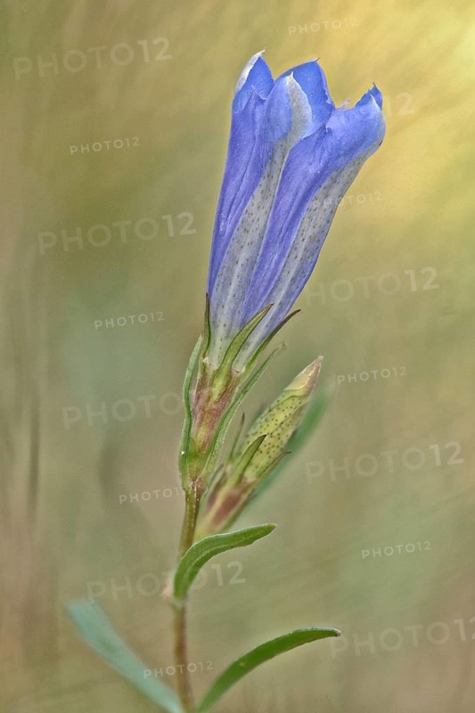 Marsh gentian
