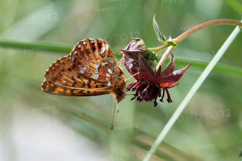 Bog moth