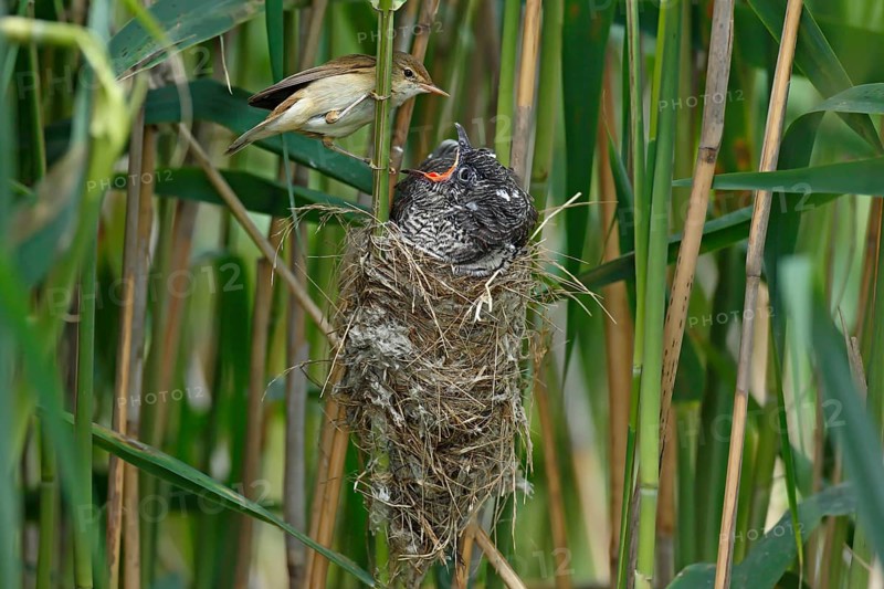Common cuckoo