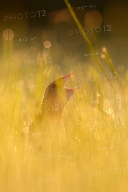 Corn crake