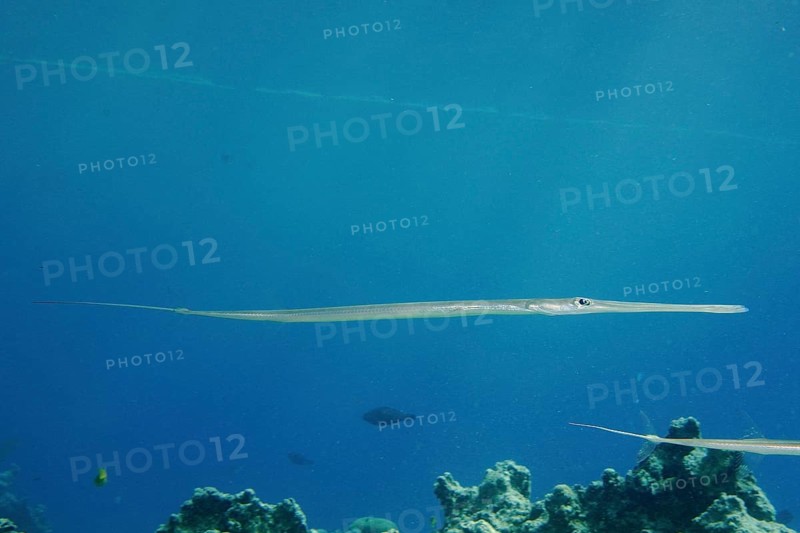 Bluespotted cornetfish