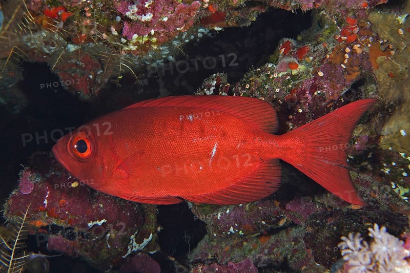 Common bigeye