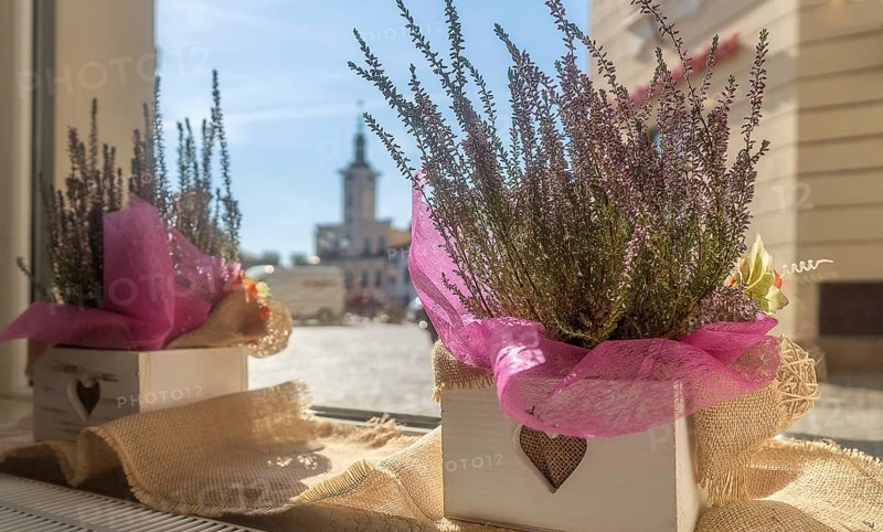 View through the cafe window of the town square with the town hall in the background. Heathers in white pots on the windowsill in the foreground. Romantic concept for St Valentine. Pleasant