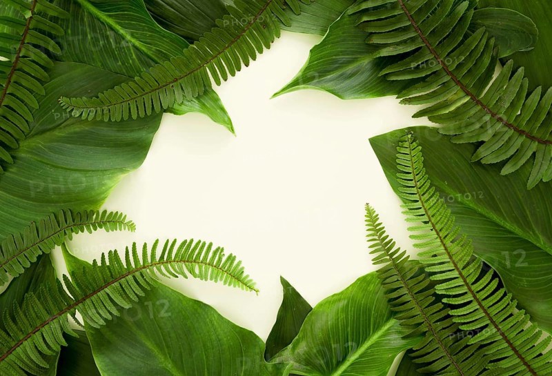 Top view lots leaves ferns with