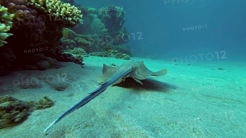 Blue spotted Stingray or Bluespotted Ribbontail Ray