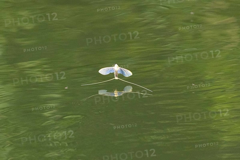 Mayfly