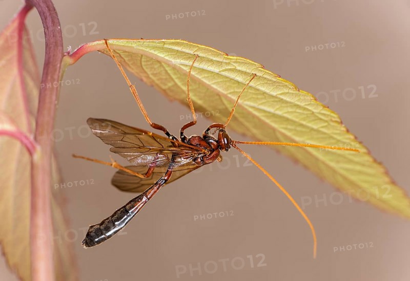 Ichneumon wasp
