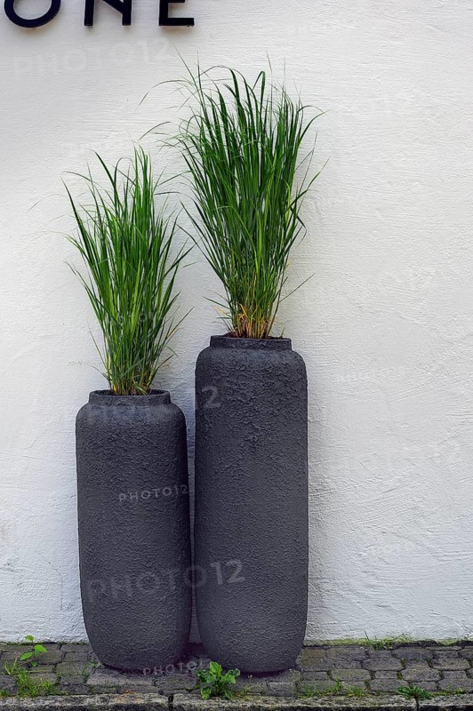Switchgrass