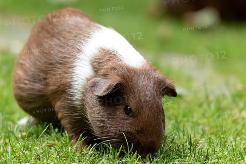 Domestic guinea pig