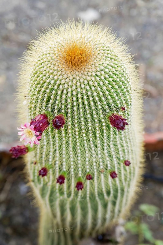 Close-up of a Neobuxbaumia Polylopha cactus with colorful flowers