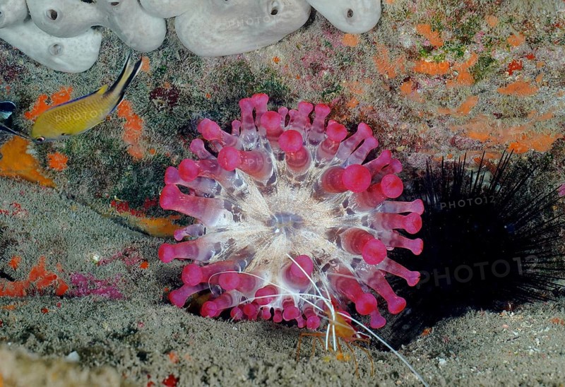 Pink club-tipped anemone