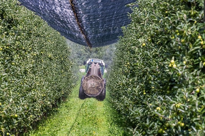 Apple orchard at Lake Constance