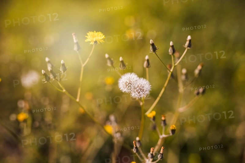 White flower with bud sunlight