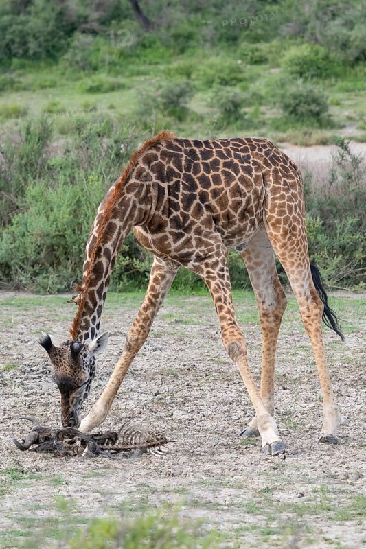 Masai giraffe