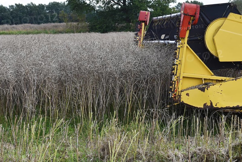 Combine harvester during rape