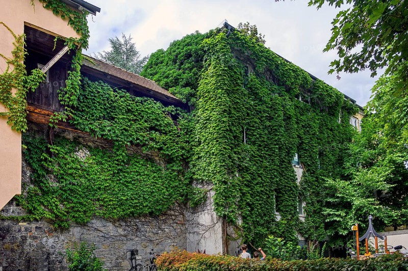 Old town wall and house overgrown by wild vine