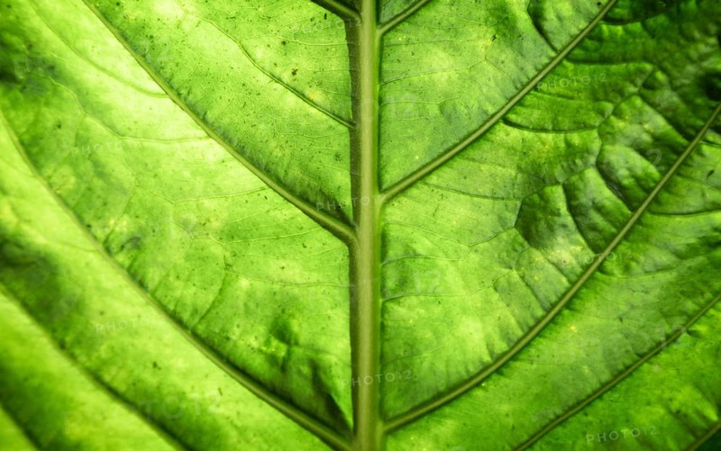 Beautiful green leaf macro graphy