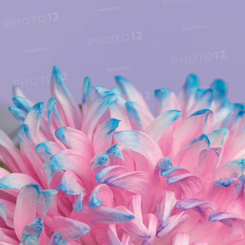 Close up pretty pink blue flower