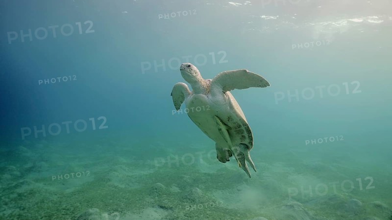 Great Green Sea Turtle